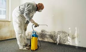 Best Black Mold Removal  in Victoria, TX